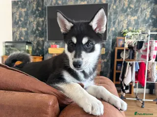 Siberian Husky dogs Siberian huskies ♥️ open to sensible offers. - Advert 7