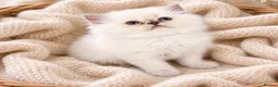 Persian cats for sale: Persian  - Advert 3
