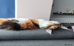 Maine Coon cats for sale: Last female  - Image 4