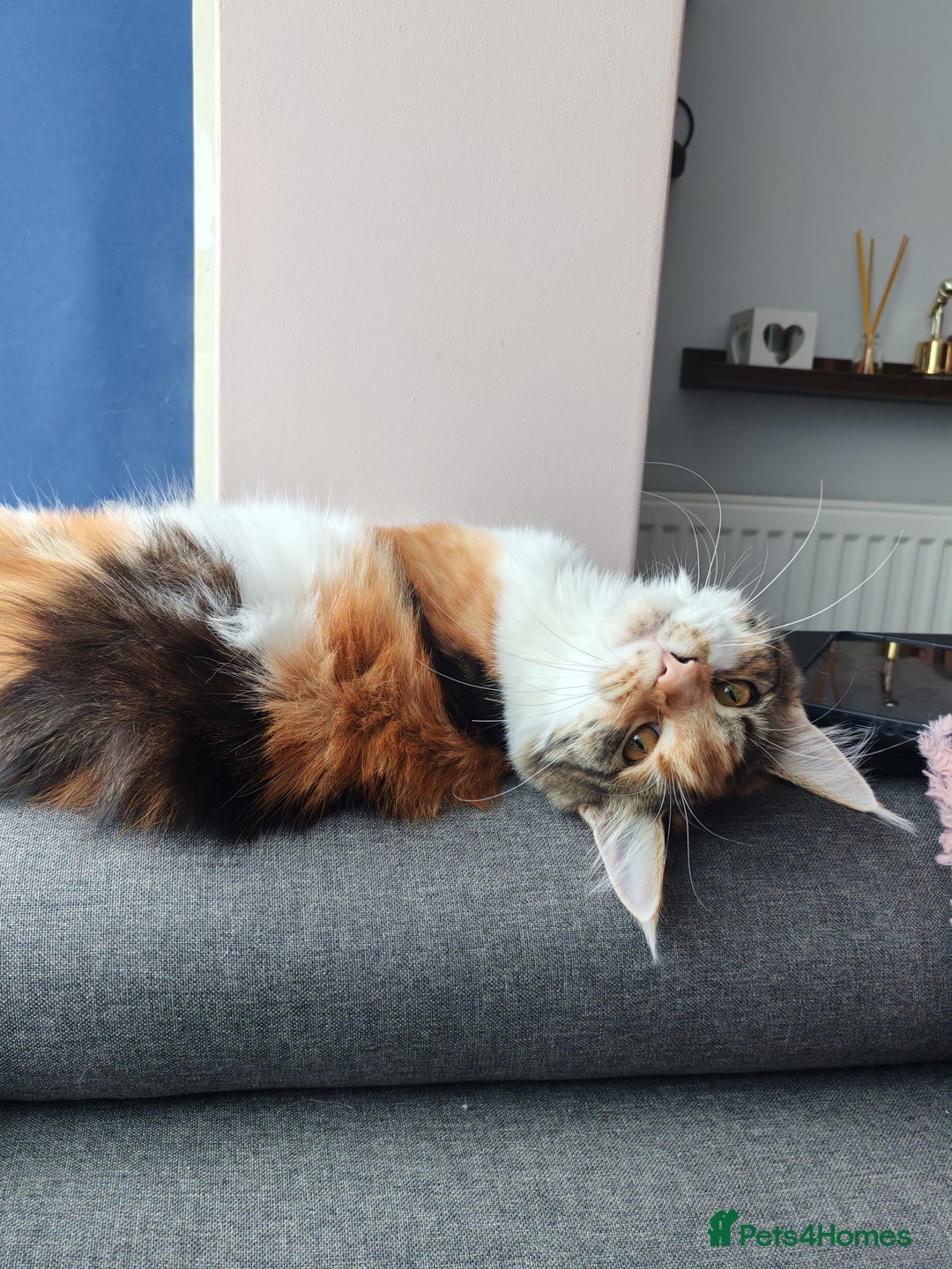 Maine Coon cats for sale: Last female  - Image 4