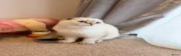 Scottish Fold cats for sale: 🐾 Stunning Scottish kitties 🐾 - Advert 33