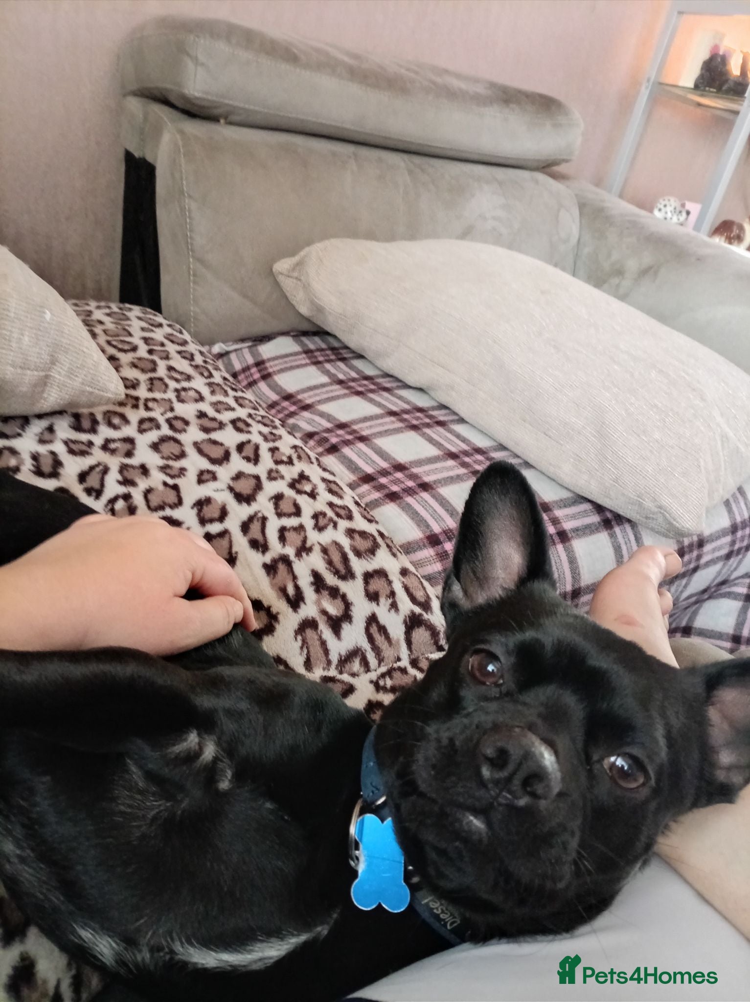 Mixed Breed dogs French bulldog cross - Advert 2