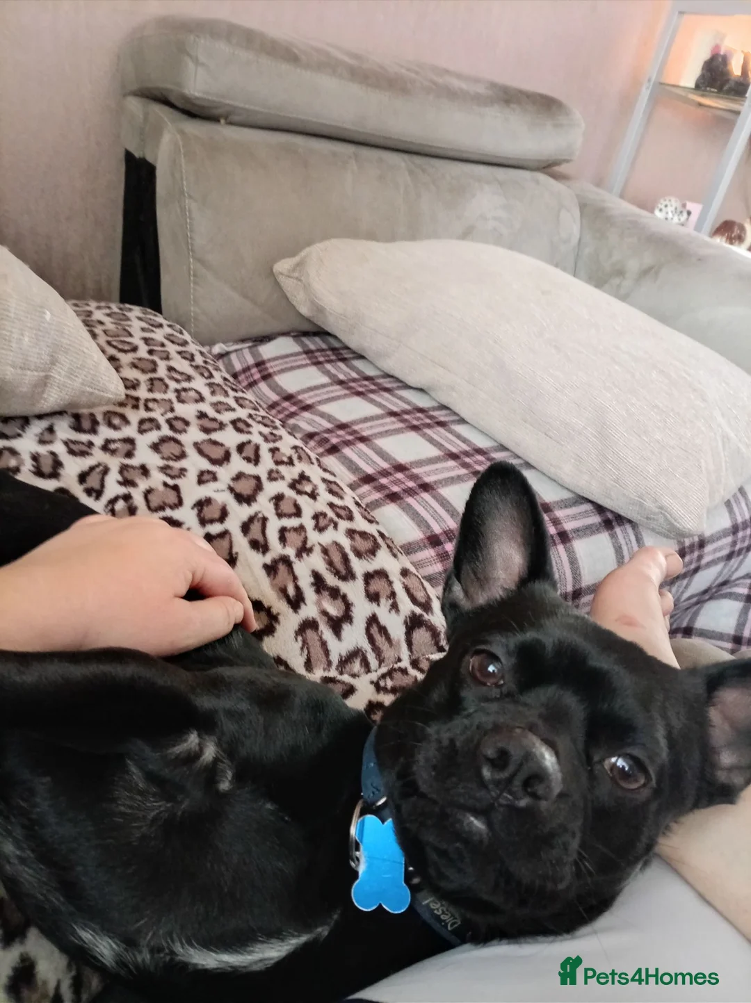 Mixed Breed dogs for sale: French bulldog cross - Advert 1