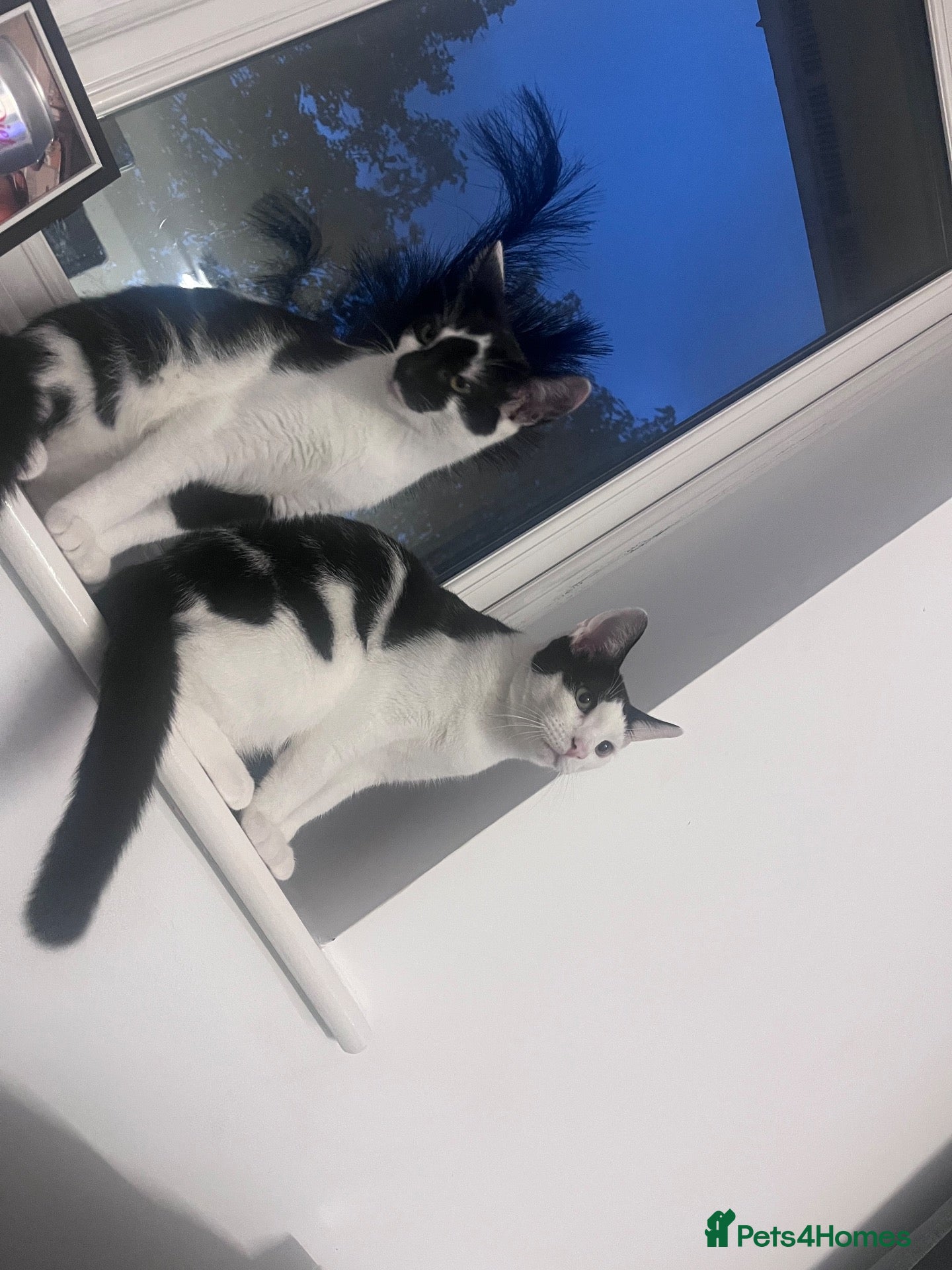 Mixed Breed cats Minny and teddy  - Advert 3