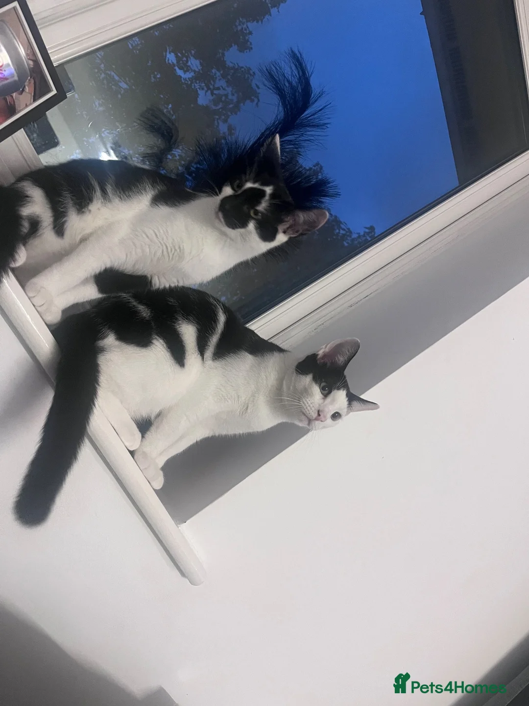 Mixed Breed cats for sale: Minny and teddy  - Advert 1