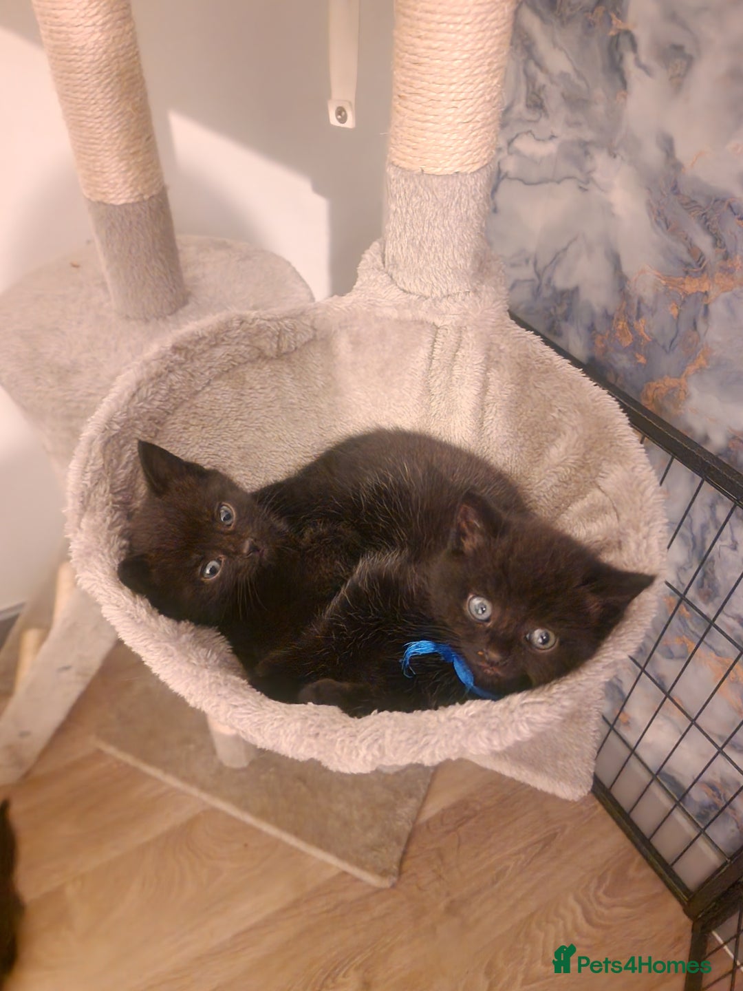 British Shorthair cats for sale: British shorthair x tabby kittens - Advert 6