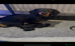 Miniature Dachshund dogs for sale: Stunning Smooth Black & Tan Miniature Dachshunds - Image 15