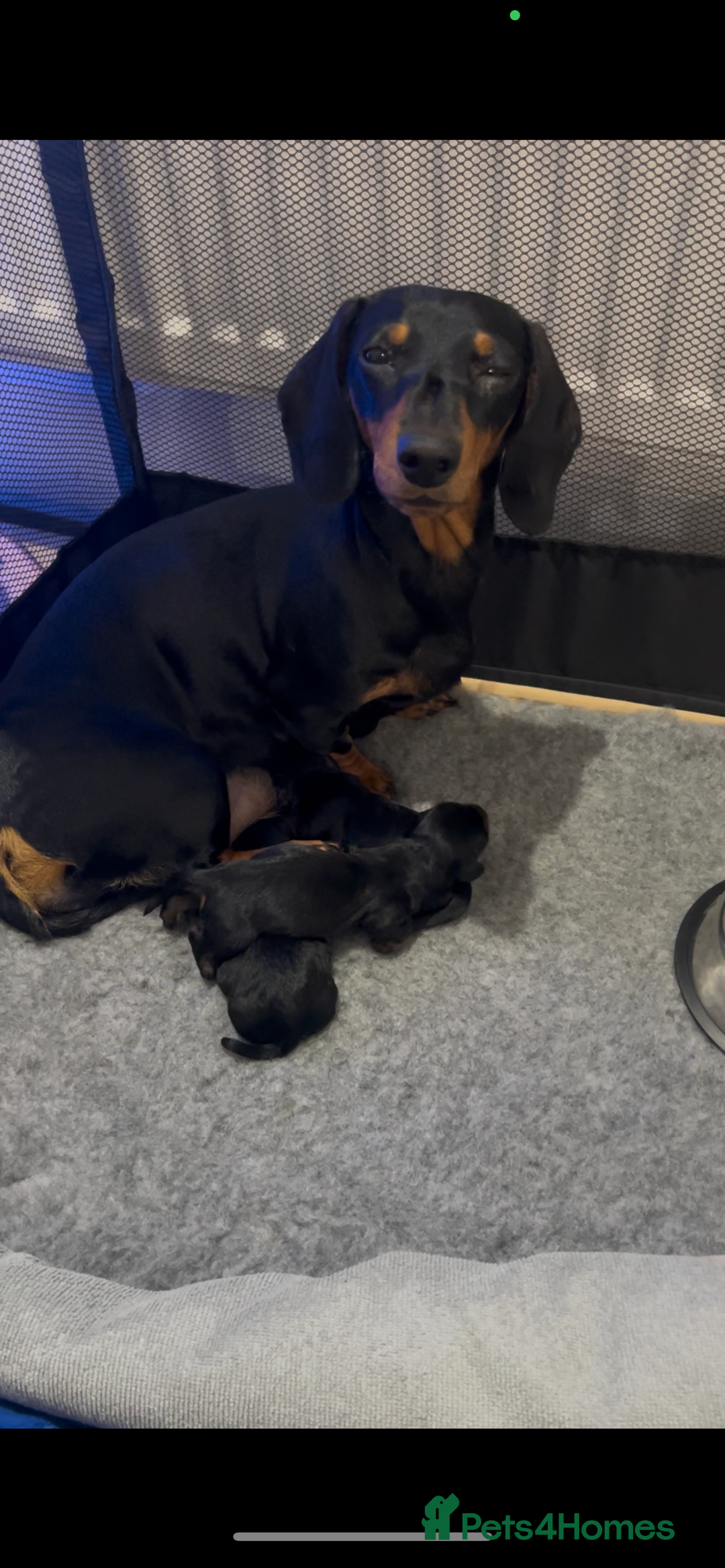 Miniature Dachshund dogs for sale: Stunning Smooth Black & Tan Miniature Dachshunds - Image 15