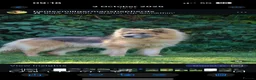 German Shepherd dogs for sale: KC health tested *simba*  - Advert 4