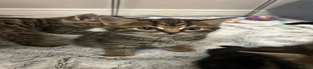 Domestic Shorthair Kitten 4