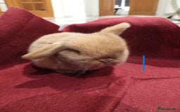 Mini Lop rabbits for sale: Adorable Purebred Mini Lop Babies - Image 5