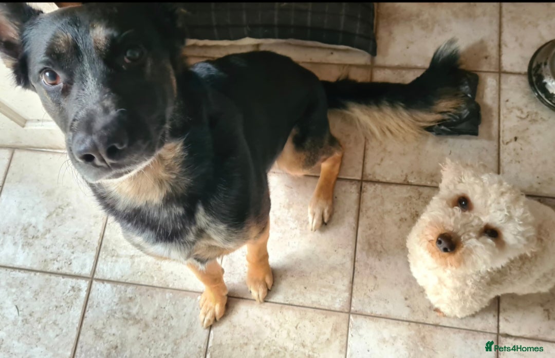 German Shepherd dogs for sale: Gsd x Rottweiler x Deerhound - Marley 💕 - Advert 14