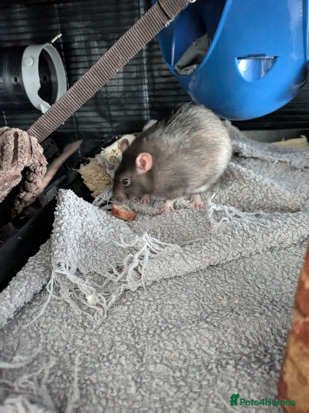 Rat rodents for sale: Rehoming 4 beautiful girls varied ages - Image 7