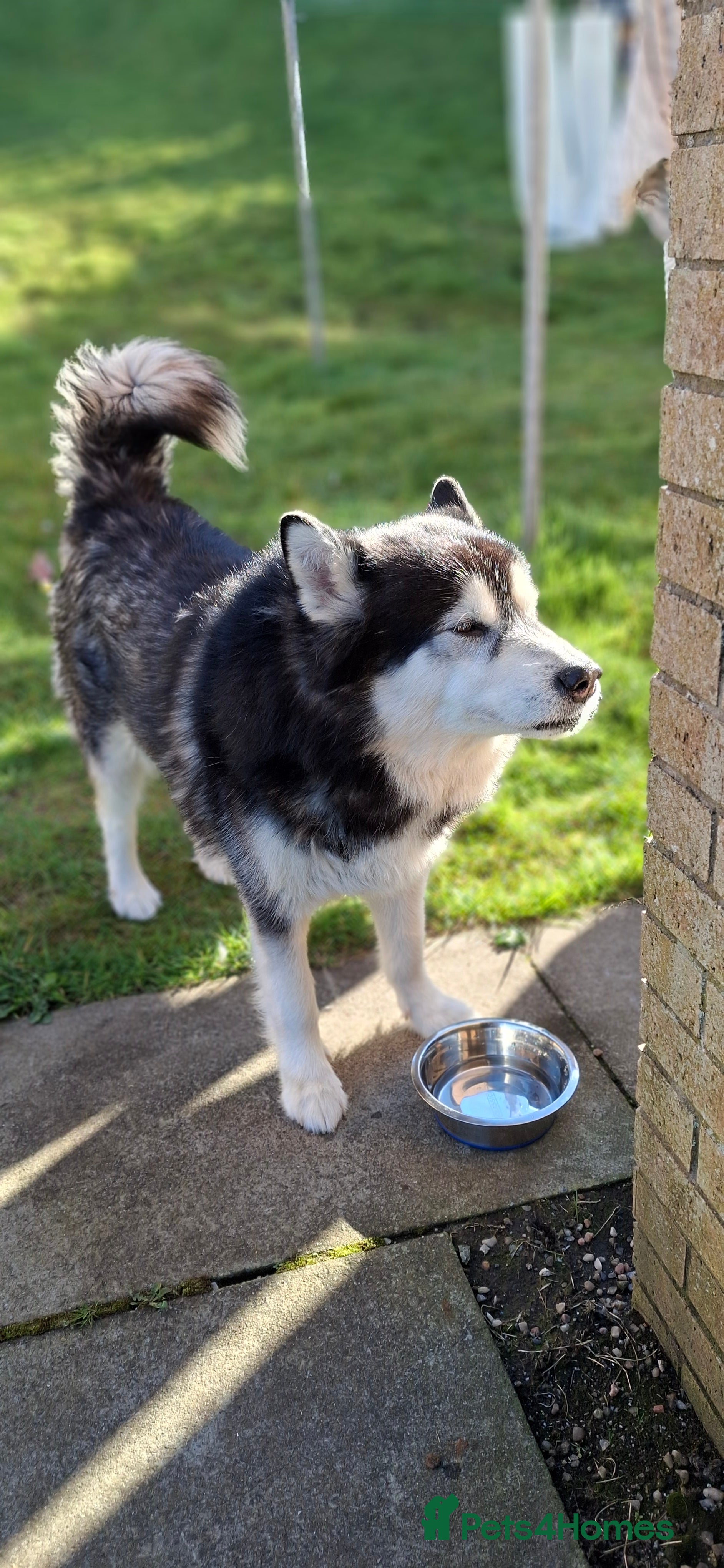 Alaskan Malamute dogs Alaskan Malamute husky cross available for stud in Greenock - Advert 2