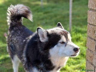 Alaskan Malamute dogs in Greenock - Advert 24