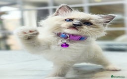 Ragdoll cats for sale: 🩵 Pure Ragdoll Kittens Ready Now 🩷 - Image 9