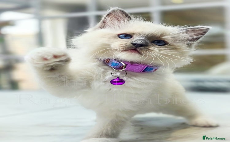 Ragdoll cats - Advert 14