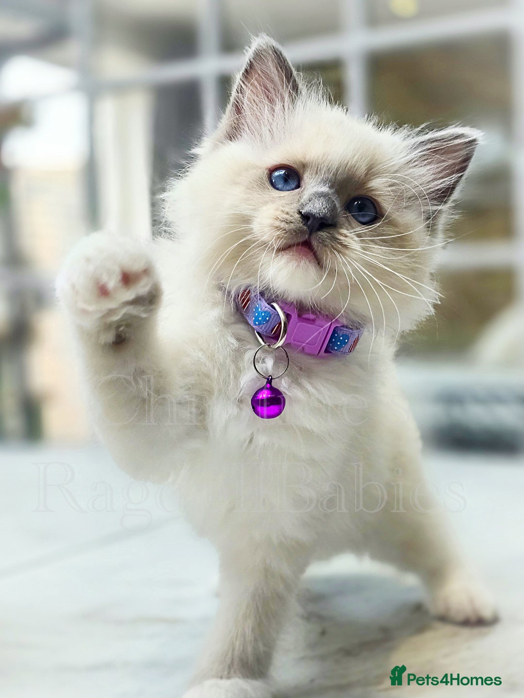 Ragdoll cats for sale: 🩵 Pure Ragdoll Kittens Ready Now 🩷 - Image 9