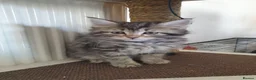 Mixed Breed cats for sale: Kittens for SALE - Advert 5