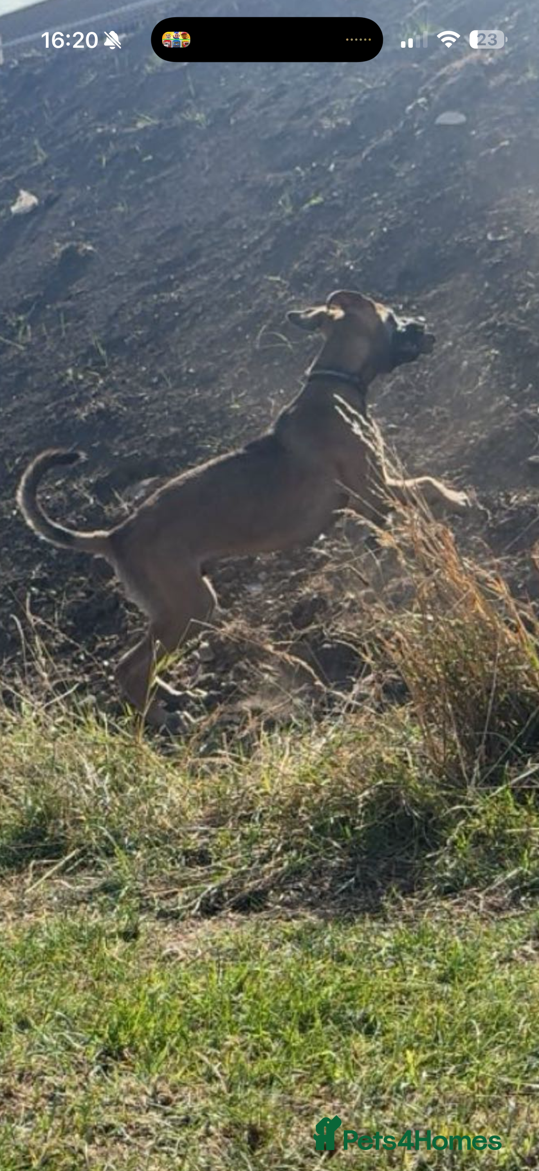 Mixed Breed dogs for sale: belgian malinois x lurcher - Image 8