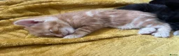 Mixed Breed cats for sale: Gorgeous mixed babies - Advert 12