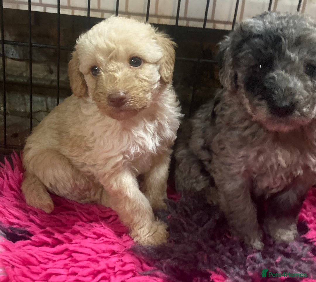 Bordoodle dogs for sale:  Beautiful Bordoodle Puppies inc Merle/Apricot - Advert 21