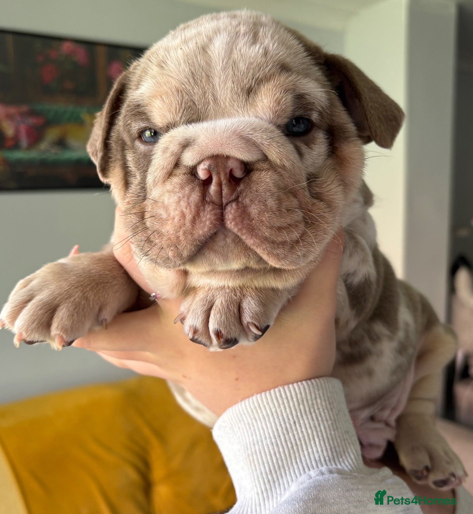 English Bulldog dogs KC English Bulldog Pups – Open to Offers - Advert 12