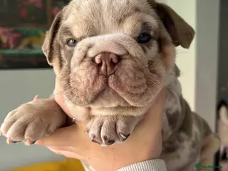 English Bulldog dogs KC English Bulldog Pups – Open to Offers - Advert 12