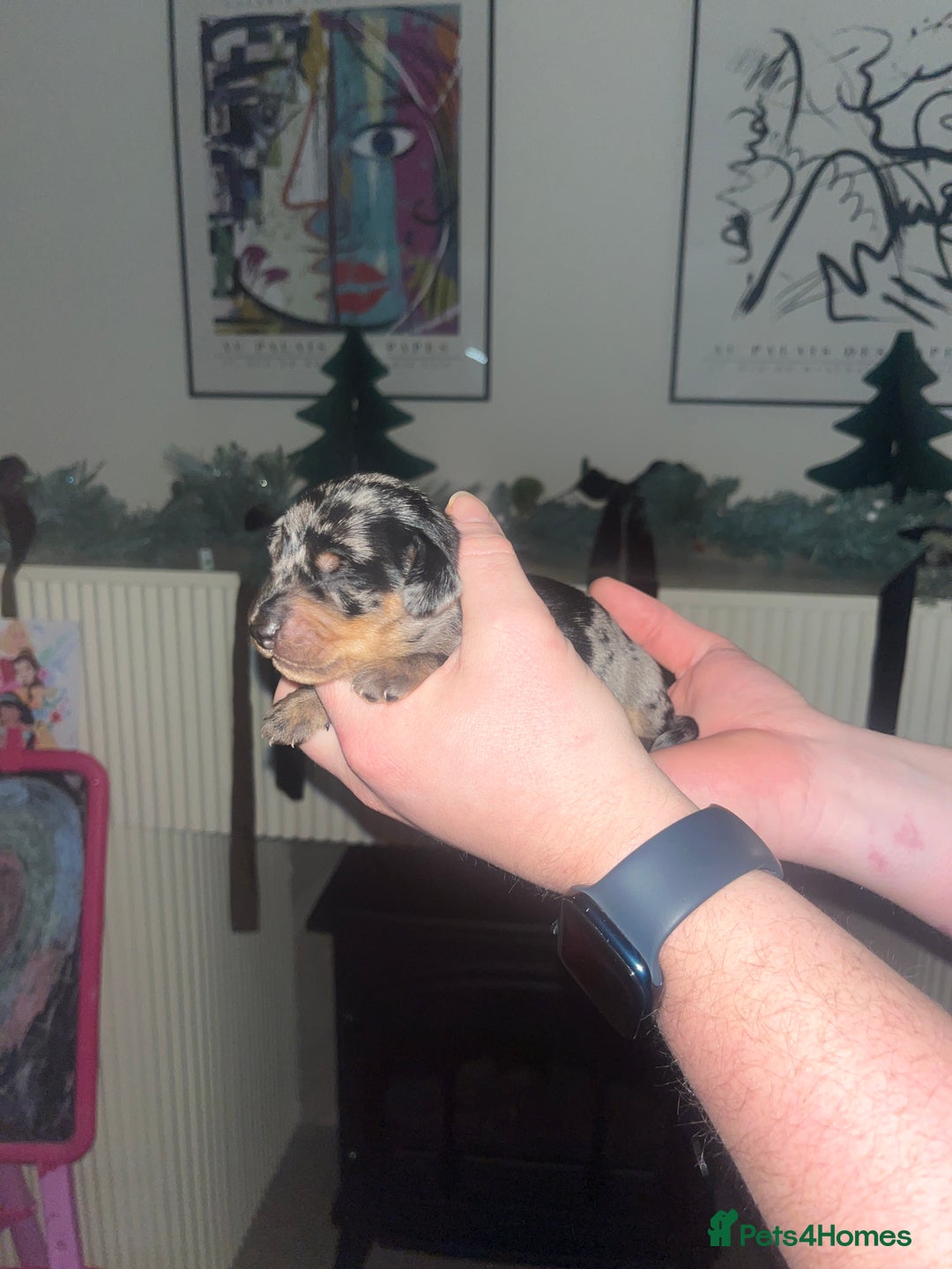 Dachshund dogs for sale: Dacshund Puppies - Advert 15