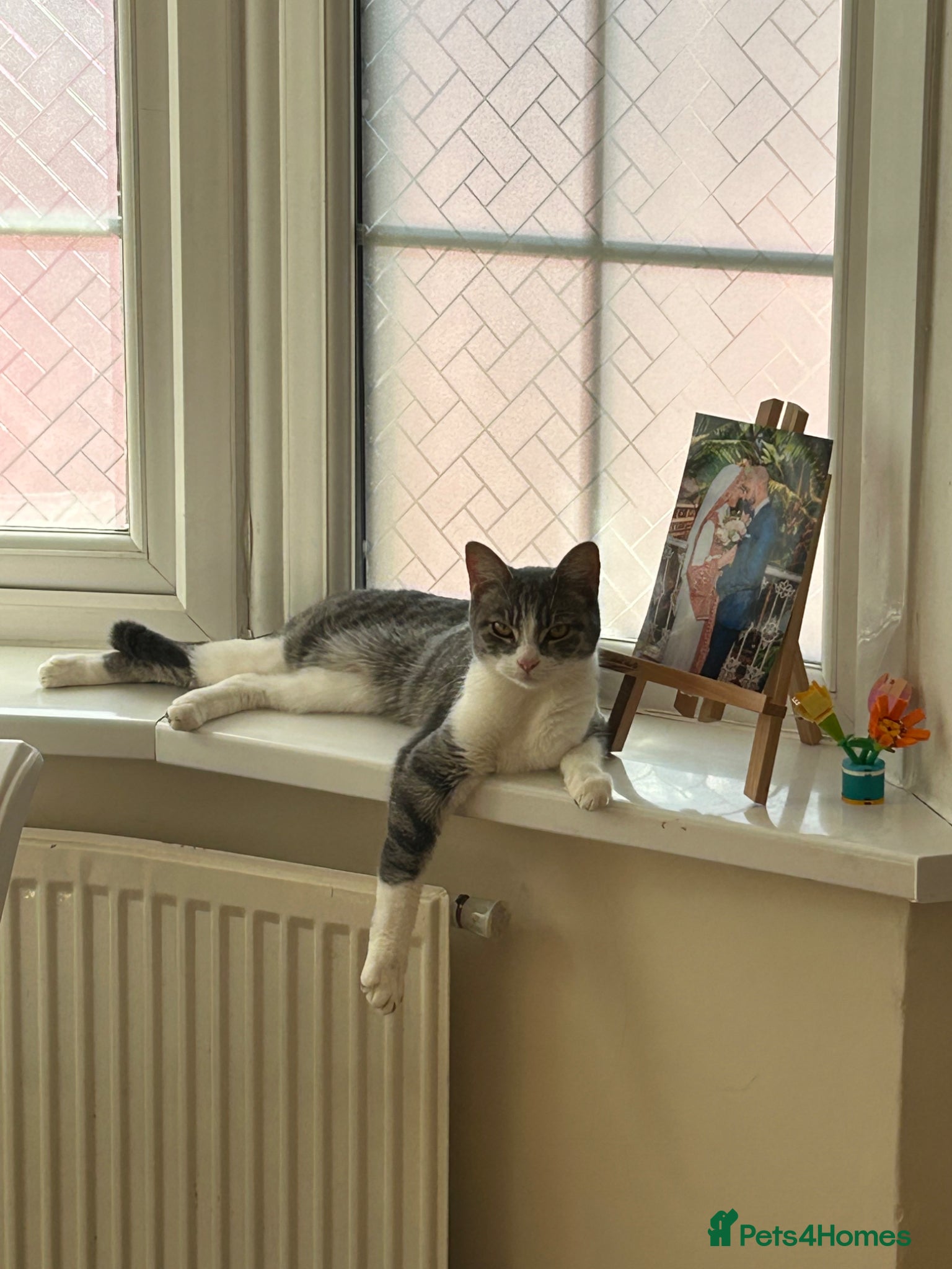 Domestic Shorthair cats Lovely 2 year old cat in need of rehoming - Advert 1