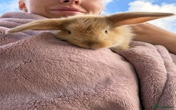 French Lop rabbits for sale: Giant French Lop Buck Kid  - Image 2