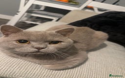 British Shorthair cats for sale: Leo            - Advert 5