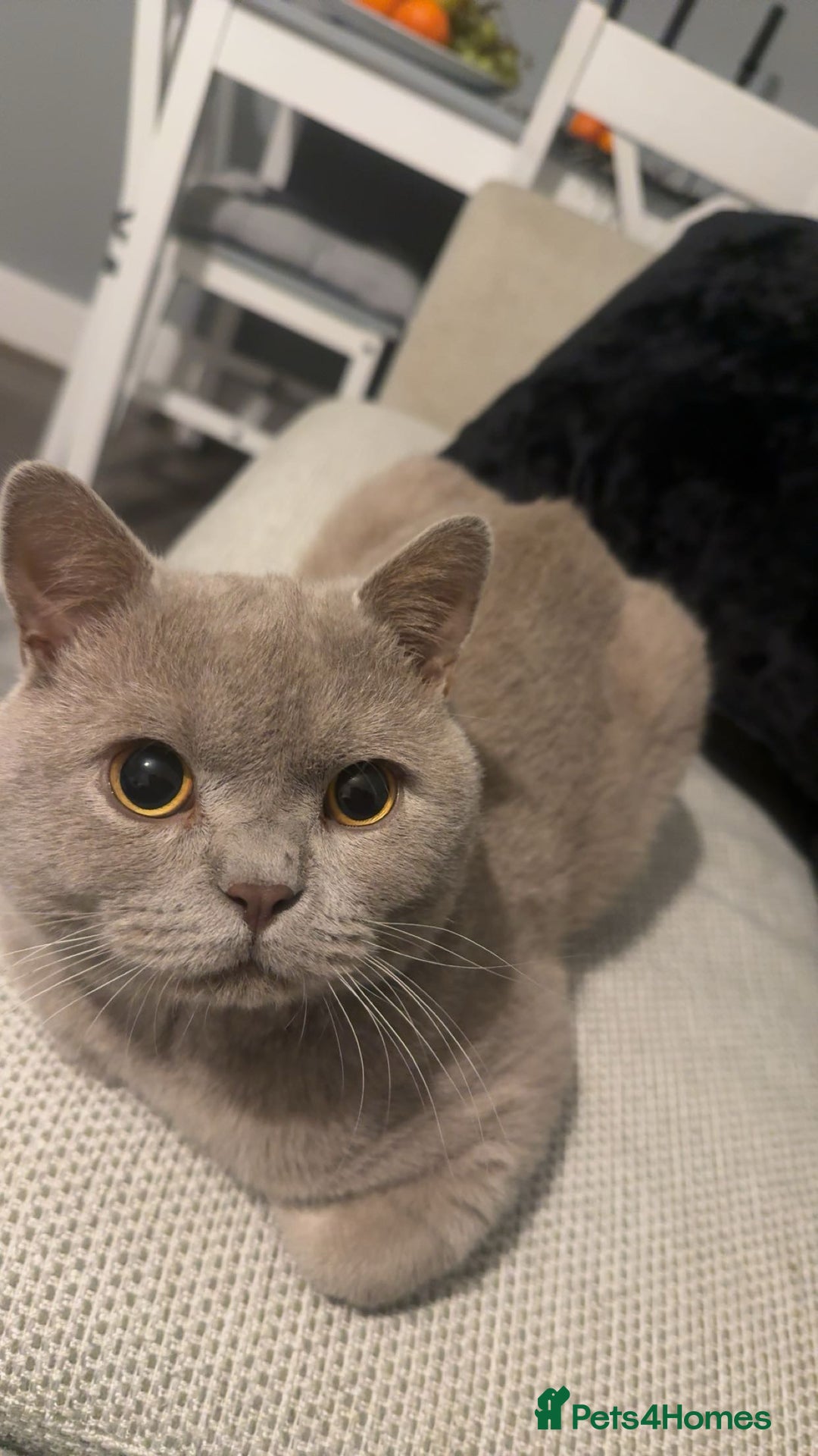 British Shorthair cats for sale: Leo            - Advert 5