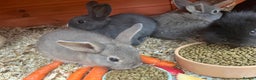 Mini Lop rabbits for sale: A Mix of Mini lop and Mini Lion Lop - Advert 34