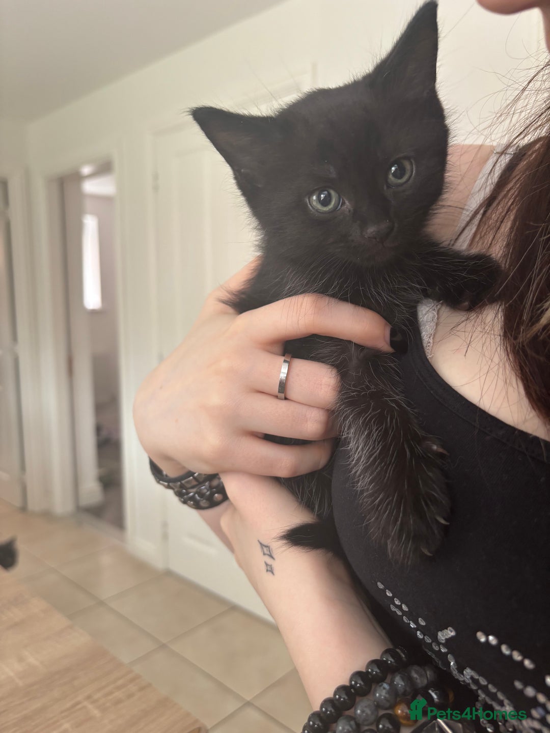 Mixed Breed cats for sale: 4 black fluff balls  - Image 16