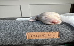 Miniature Dachshund dogs for sale: Clear Cream Miniature Dachsunds - Image 1