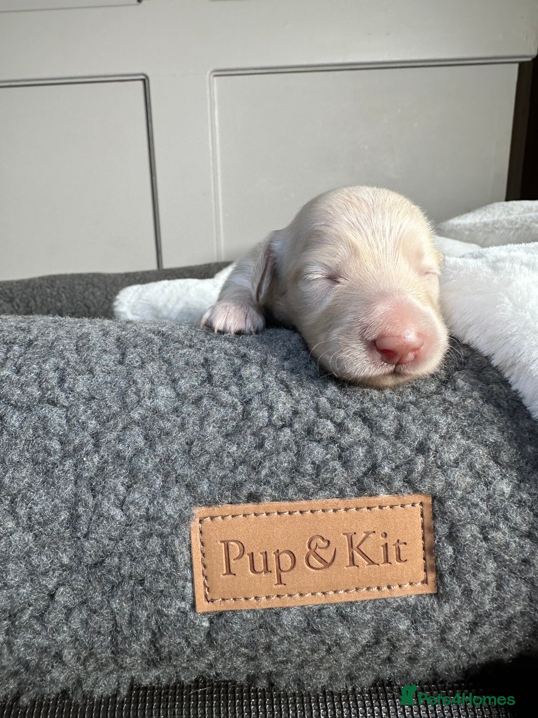 Miniature Dachshund dogs for sale: Clear Cream Miniature Dachsunds - Image 1