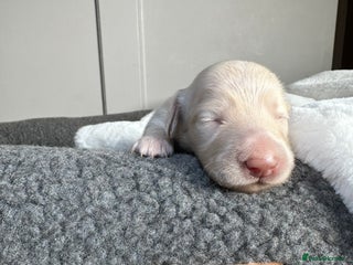 Miniature Dachshund dogs - Advert 30