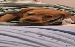 Labrador Retriever dogs for sale: Labrador puppy 8 weeks old - Image 1