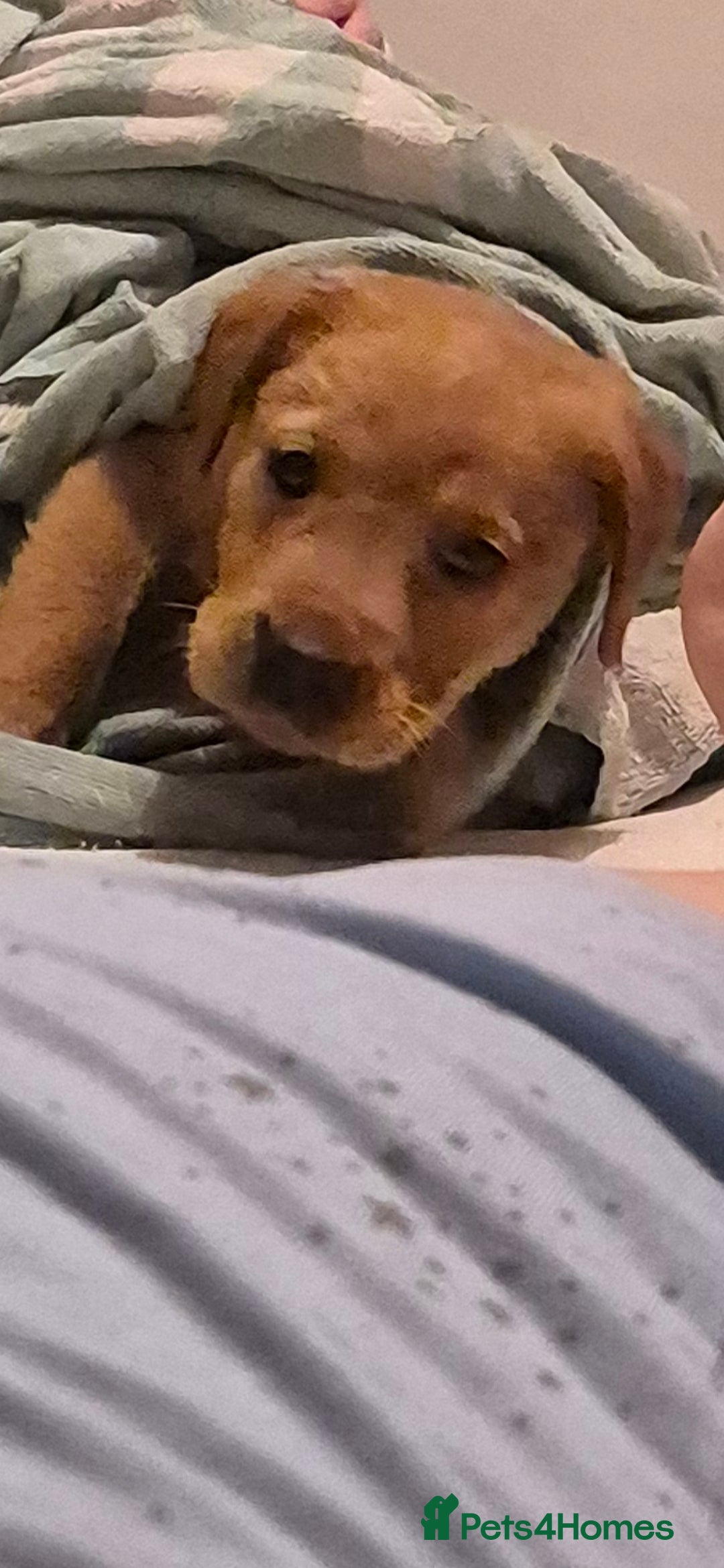 Labrador Retriever dogs for sale: Labrador puppy 8 weeks old - Image 1
