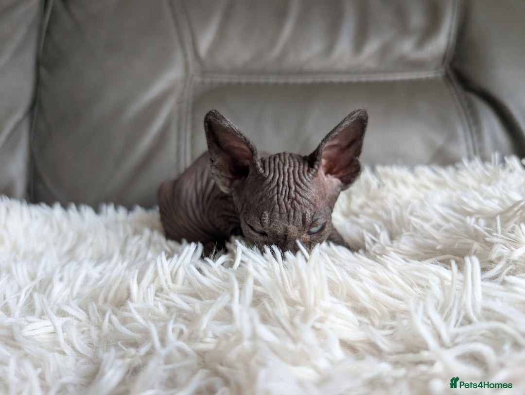 Sphynx cats for sale: Sphynx kittens - Image 6