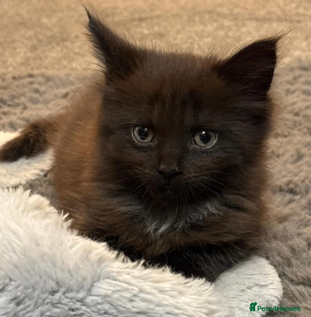 Maine Coon cats for sale: Maine Coon kitten - Advert 6