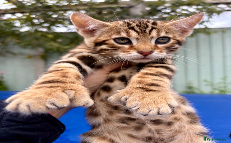 Keetso cats - Advert 2