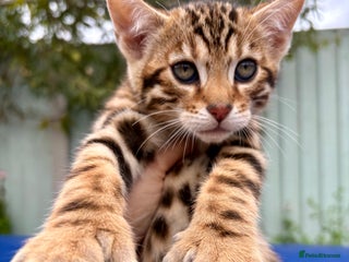 Keetso cats - Advert 2