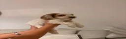 Cockapoo dogs for sale: 8 beautiful Cockapoos - Advert 13