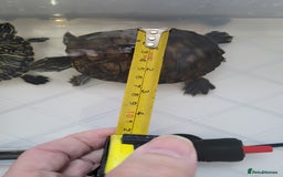 Turtle reptiles for sale: TURTLES FOR SALE - Image 7