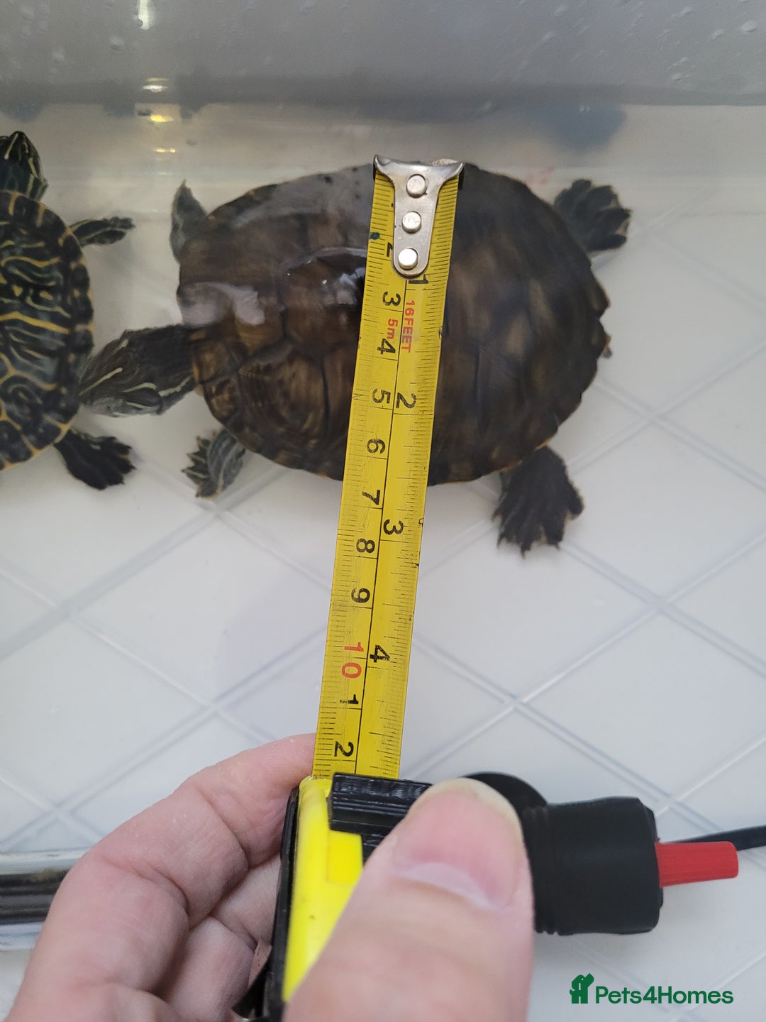 Turtle reptiles for sale: TURTLES FOR SALE - Image 7
