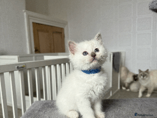 Ragdoll cats Pedigree Championship GCCF Ragdoll Kittens - Advert 7