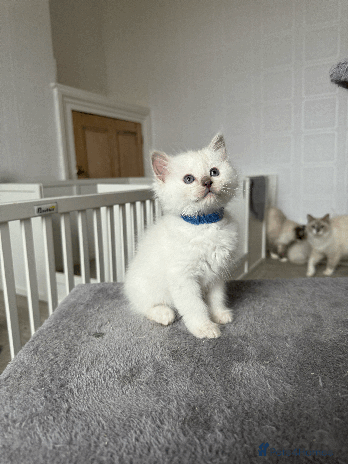 Ragdoll cats Pedigree Championship GCCF Ragdoll Kittens - Advert 7