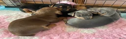 Jack Russell dogs for sale: Exquisite Smooth coated jack Russell’s  - Advert 6